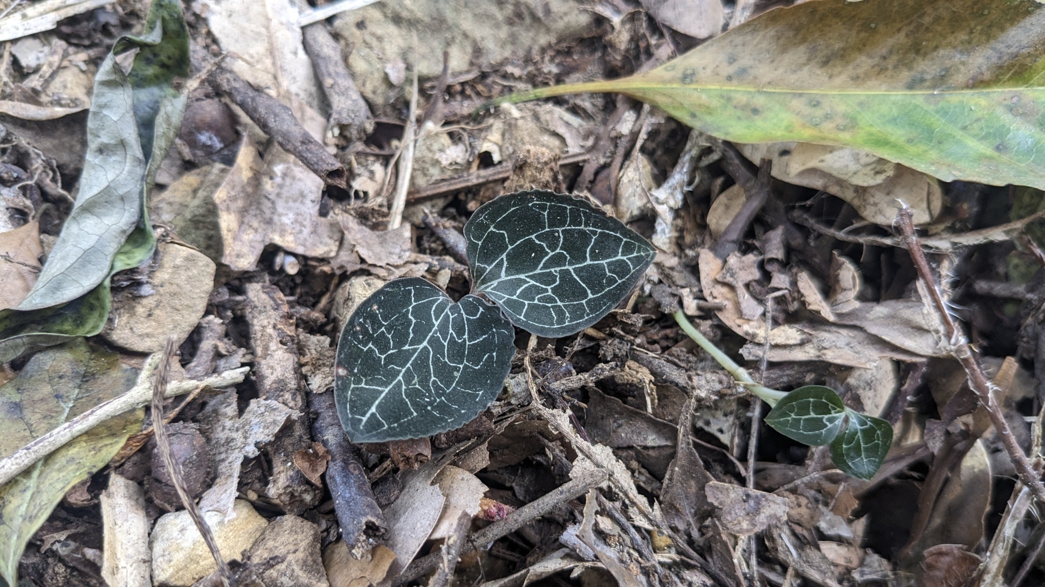 Anoectochilus formosanus