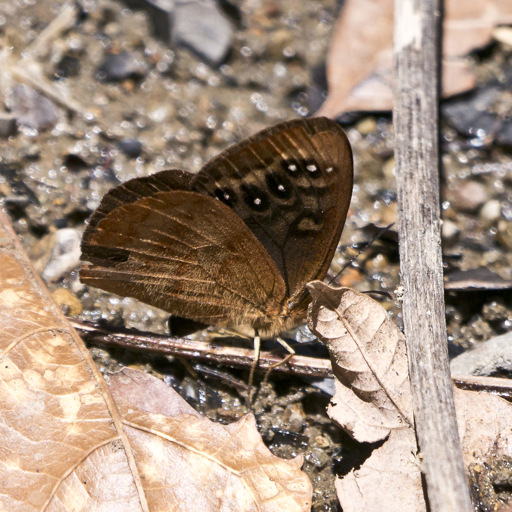 Lymanopoda euopis