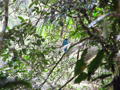 Trogon