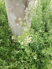 Capsella bursa-pastoris
