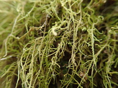 Claopodium crispifolium