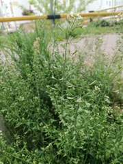 Capsella bursa-pastoris