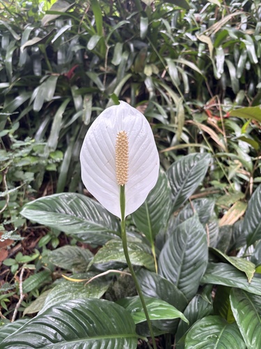 Spathiphyllum wallisii observed 2024-02-26