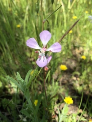 Clarkia delicata