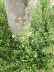 Capsella bursa-pastoris