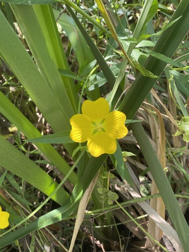 Image of Carolina Primrose-Willow (Ludwigia bonariensis) by (c) Leonel Roget, some rights reserved (CC BY)