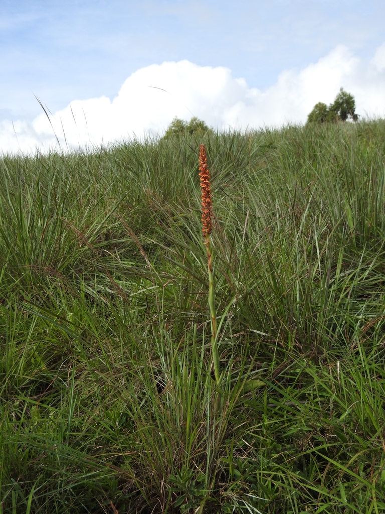 Satyrium sceptrum