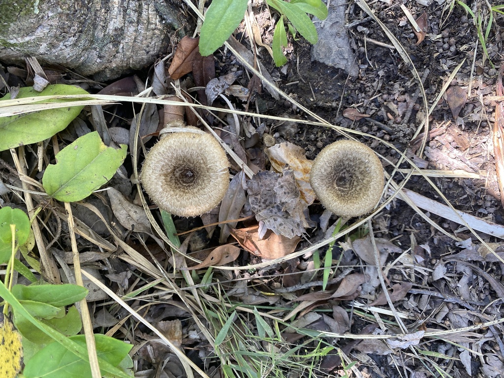 Lentinus crinitus · February 2024 · photo: © carancho (iNaturalist, cc-by)