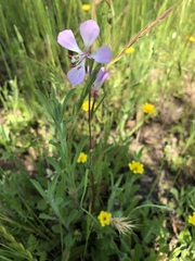 Clarkia delicata