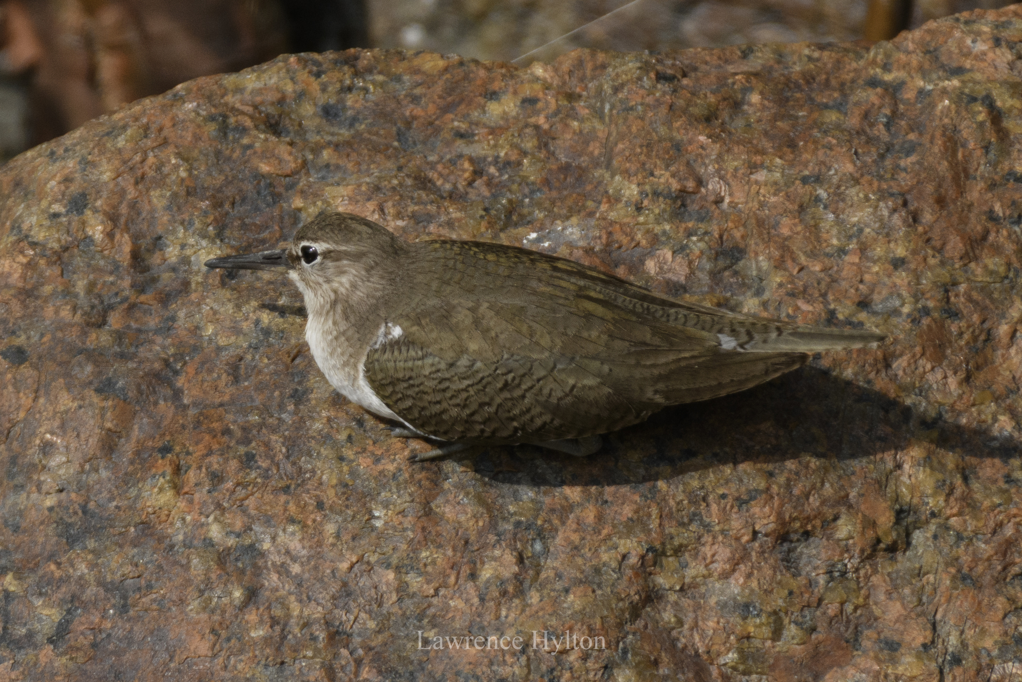 Common Sandpiper