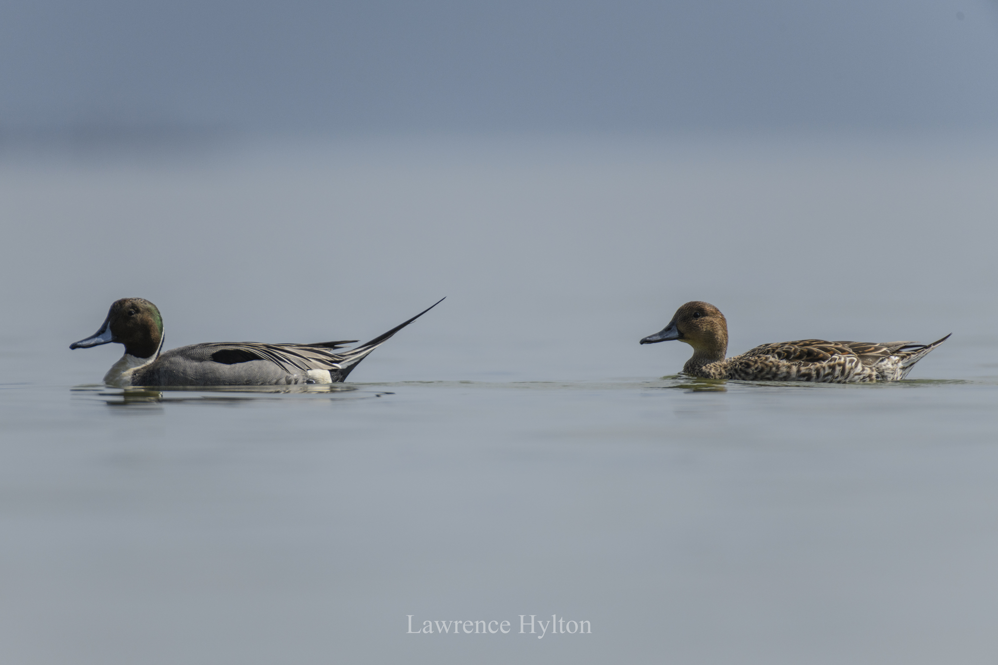 Northern Pintail