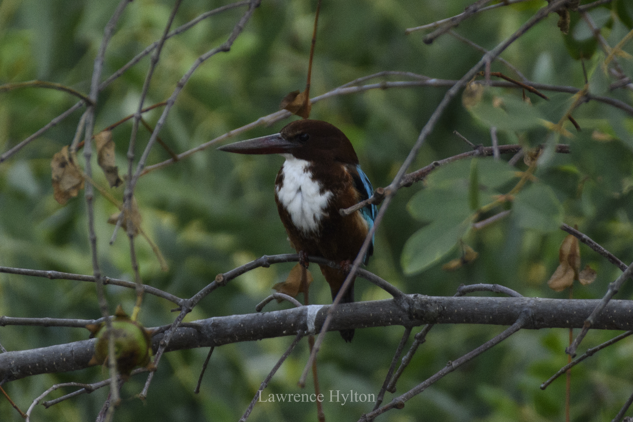 White-throated Kingfisher