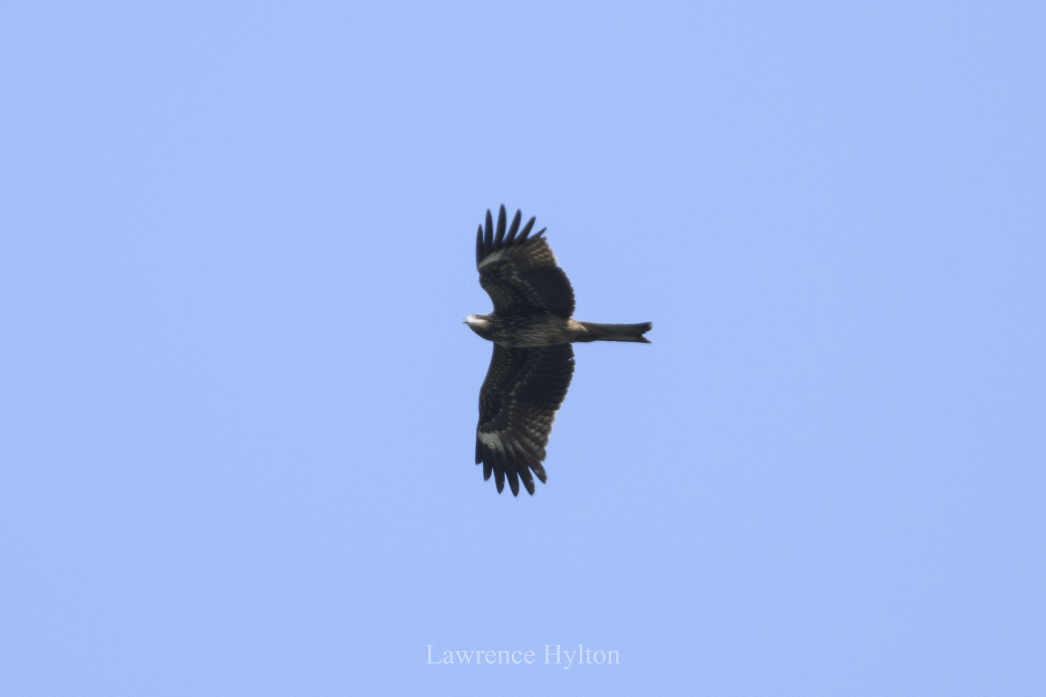 Black Kite