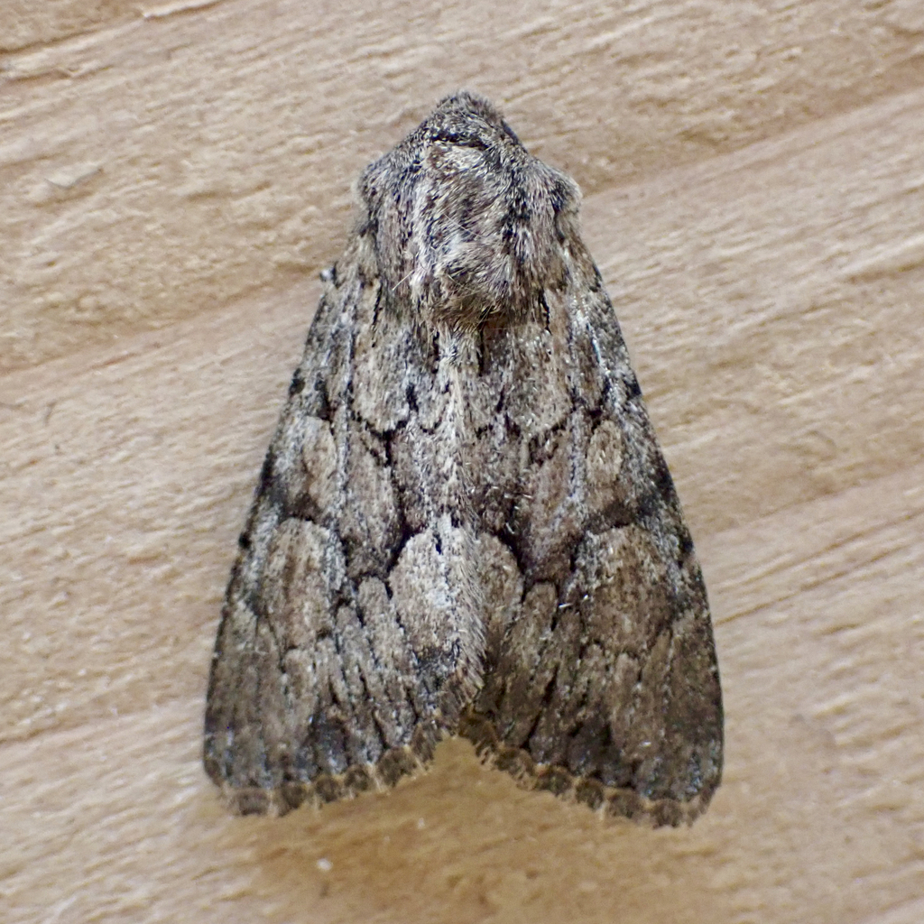 Apamea longula
