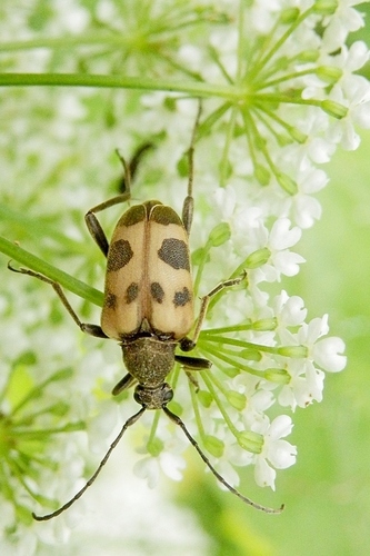 speckled longhorn beetle