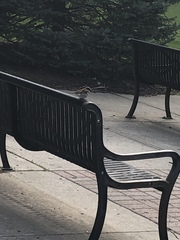 Passer domesticus