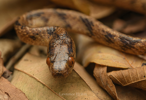 Chinese Slug Snake