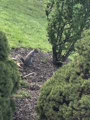 Sciurus carolinensis