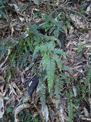 Adiantum fulvum