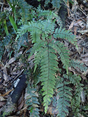 Adiantum fulvum