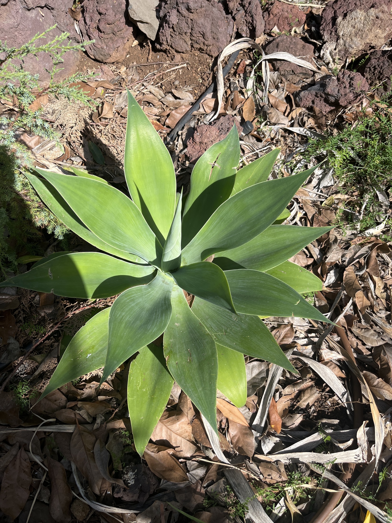 Agave-dragão