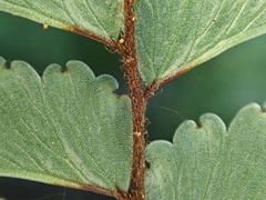 Adiantum fulvum