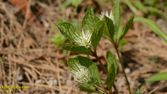 Chloranthus
