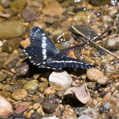 Catasticta teutila flavomaculata