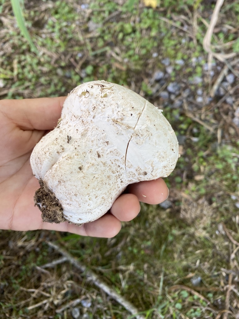 Calvatia cyathiformis · February 2024 · photo: © carancho (iNaturalist, cc-by)