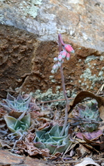 Echeveria potosina