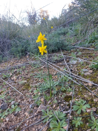 Image of Narcissus fernandesii by (c) Jorge Íñiguez, some rights reserved (CC BY)
