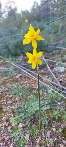 Image of Narcissus fernandesii by (c) Jorge Íñiguez, some rights reserved (CC BY)