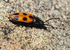 Anostirus vernalis