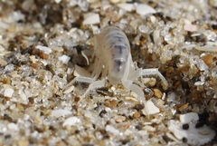 Bellorchestia quoyana
