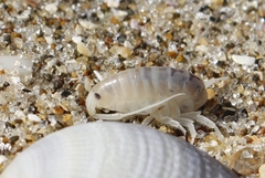 Bellorchestia quoyana