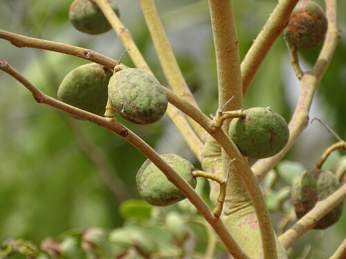 Foto de Tallow tree