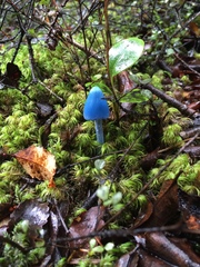 Entoloma hochstetteri