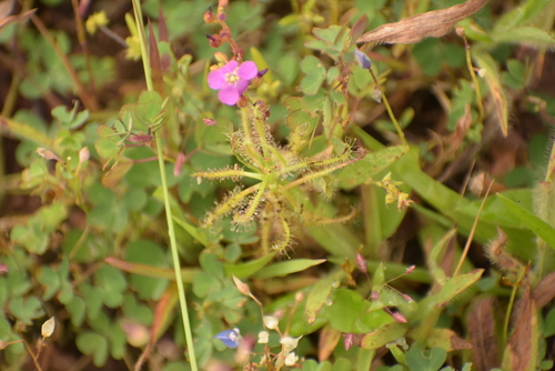 Image of Drosera indica by (c) deepachandran, some rights reserved (CC BY-SA)