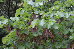 Cercis canadensis texensis