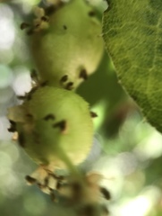 Callirhytis congregata