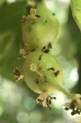 Callirhytis congregata