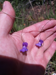Neogaerrhinum strictum