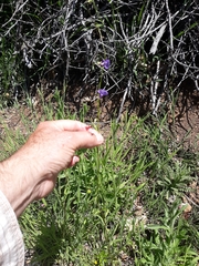 Neogaerrhinum strictum