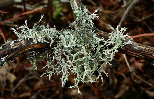 Common Antler Lichen