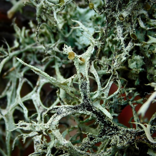 Common Antler Lichen