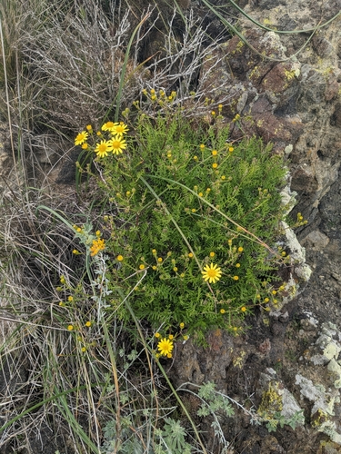 Image of Senecio lyonii by (c) Aaron Kreisberg, some rights reserved (CC BY)