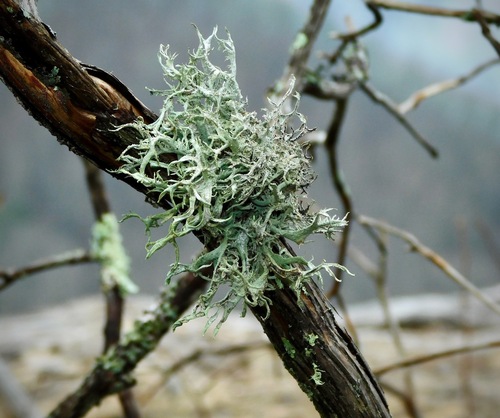 Common Antler Lichen
