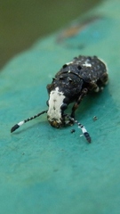 Platystomos albinus
