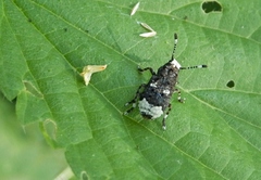 Platystomos albinus