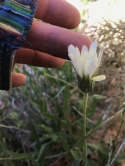 Xylorhiza